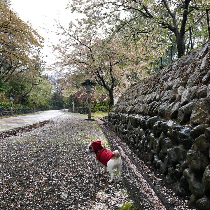 Cc2ab0e7 0b39 4600 afa3 3973331682f0 1587165649199