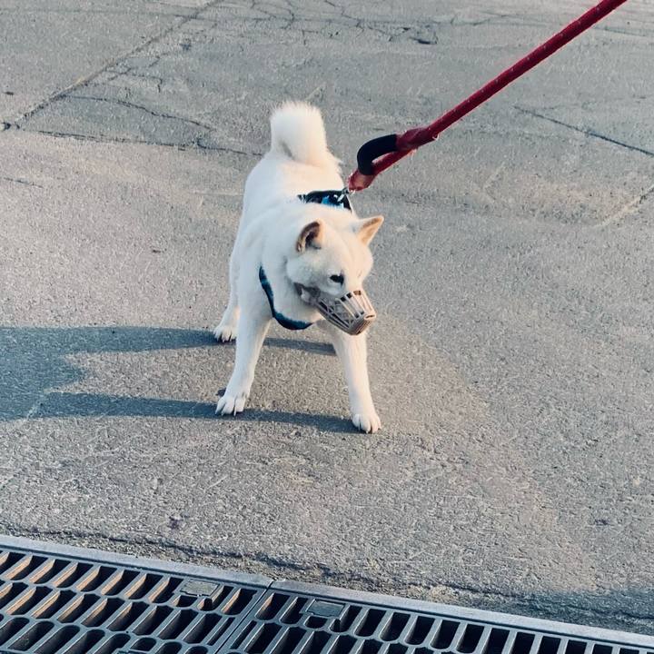 Cc2adae4 7863 42da af7a cd92604fe8a1 1680561193359