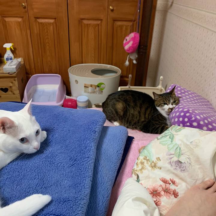 Cc2b4e21 77f2 402a a81f ee8aacb1f21c 1586379851735