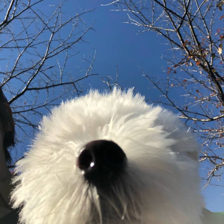 Cc2ca33d d454 4066 826a 19da0852ffc6 1542937677292