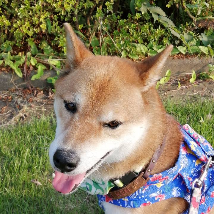 Cc2d0603 e2ae 4e21 a941 904aaeeb118d 1596619297403