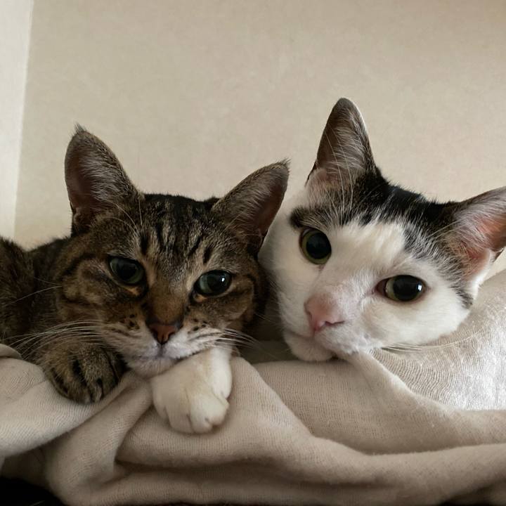 Cc2f5ef8 0797 4fb6 8c2c 2cee7726a157 1767938431830