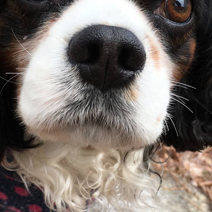 Cc309eea 0abb 4ae9 9823 7a70d4990ef3 1523951532436