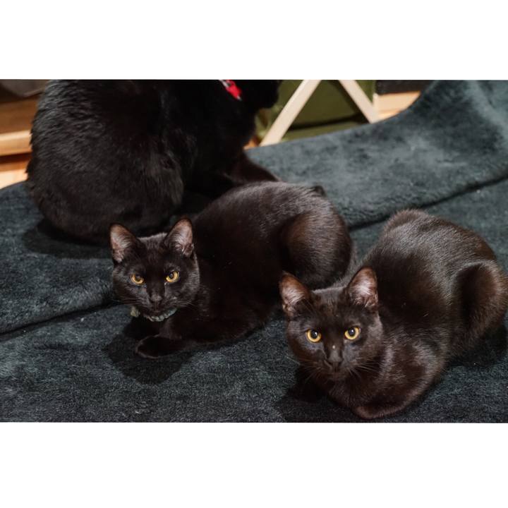 Cc327cd8 7179 4e9a b56d 916f1582a728 1513640000670