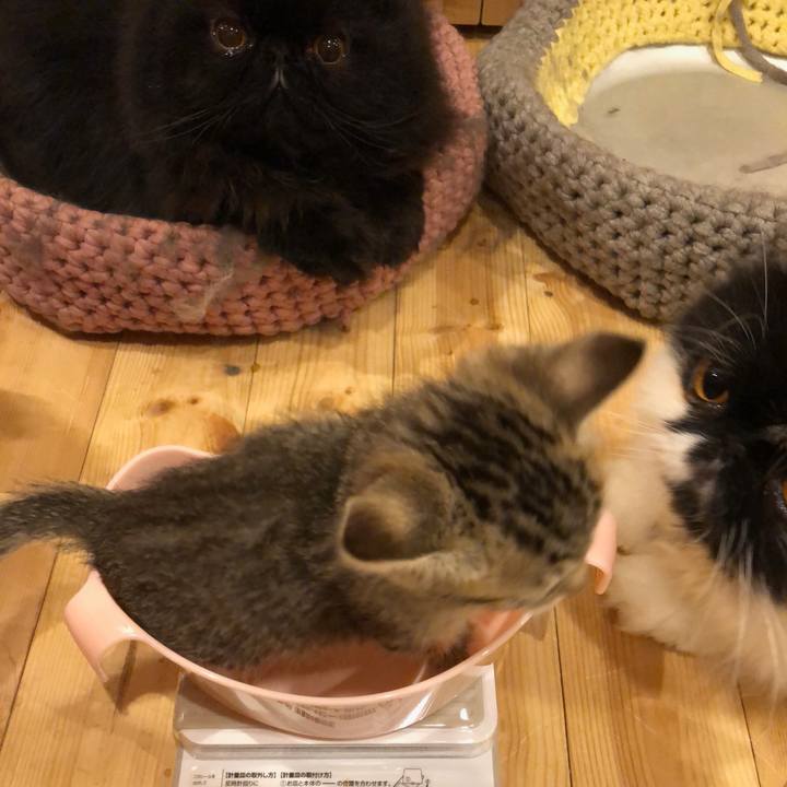 Cc339e88 1c7c 4bb3 ad9d eebc71032da1 1540215296456