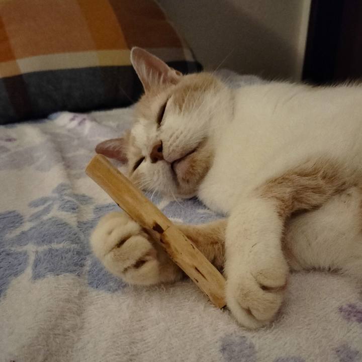 Cc34c3bc 26cd 4ba3 87f6 b4640a92efac 1665403961800