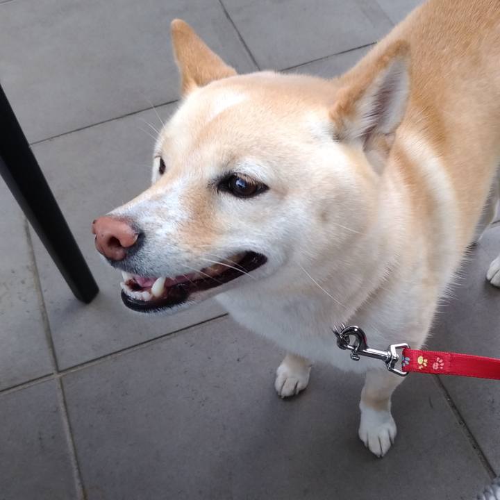 Cc362c53 4bcf 41e2 9185 061a243a407a 1592631613842