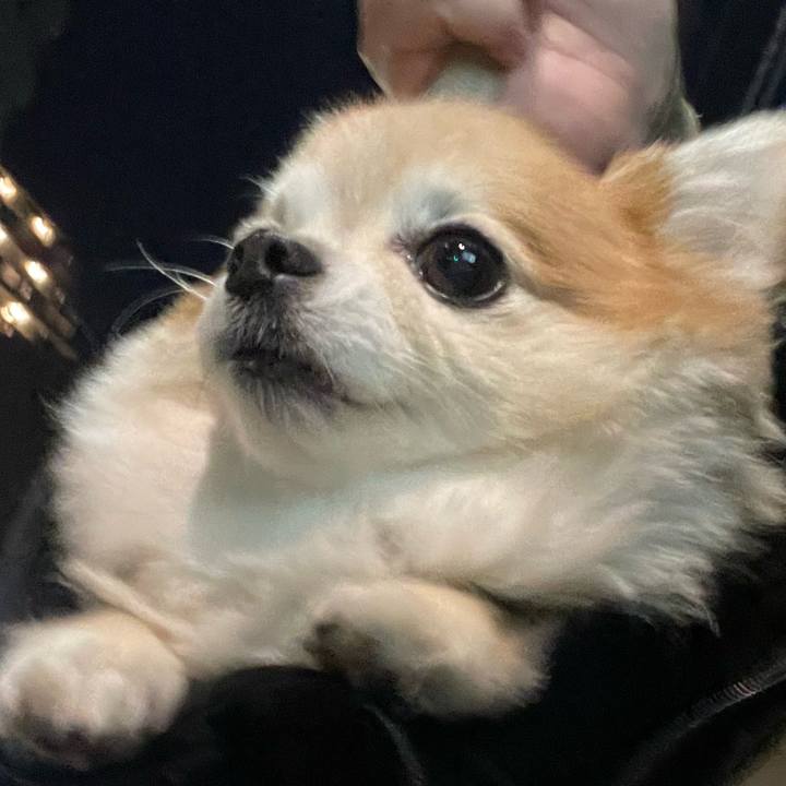 Cc38bd2a bfcf 4081 ab4c ba120c91946c 1762089861547