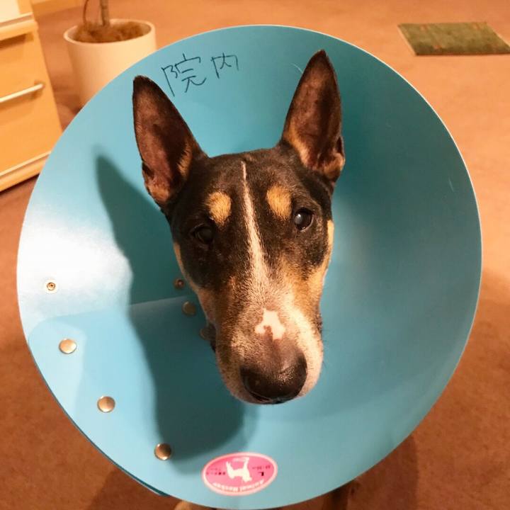 Cc39fa8b 8cd3 4ca5 b34d fc8fb90d84b7 1526903983320