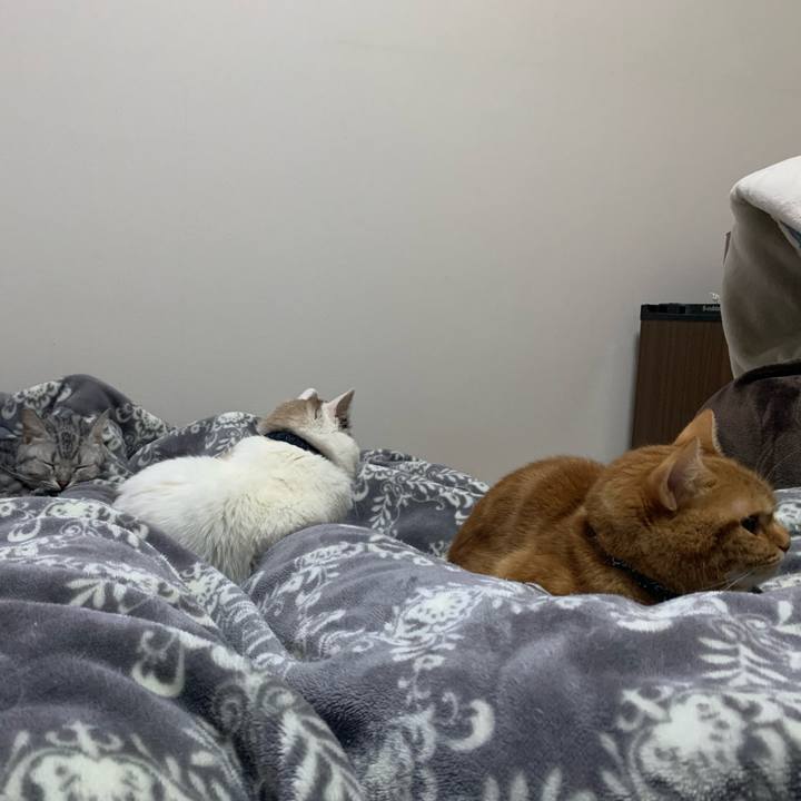 Cc3bece5 40c8 4664 b7ef dc94162b088e 1587048328205