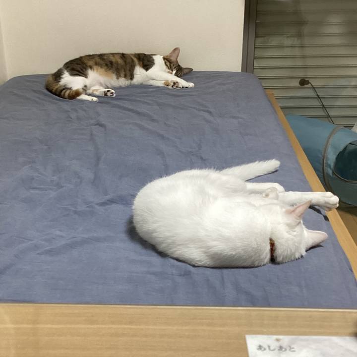 Cc4078ea 298f 424d b2f4 6ffb3e3d086e 1692359542359