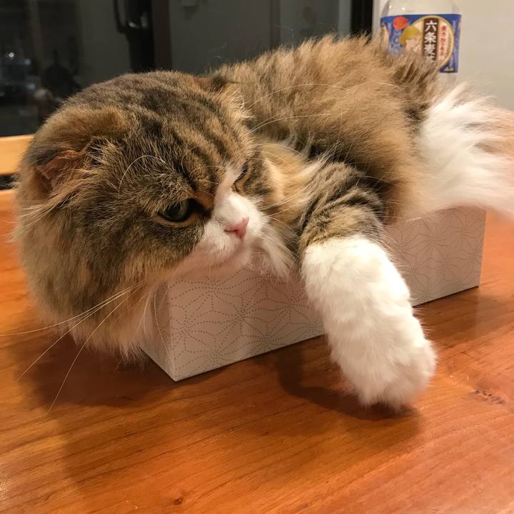 Cc40c73d dfaa 454b a8d3 36ab2bc8d5f5 1528721433715