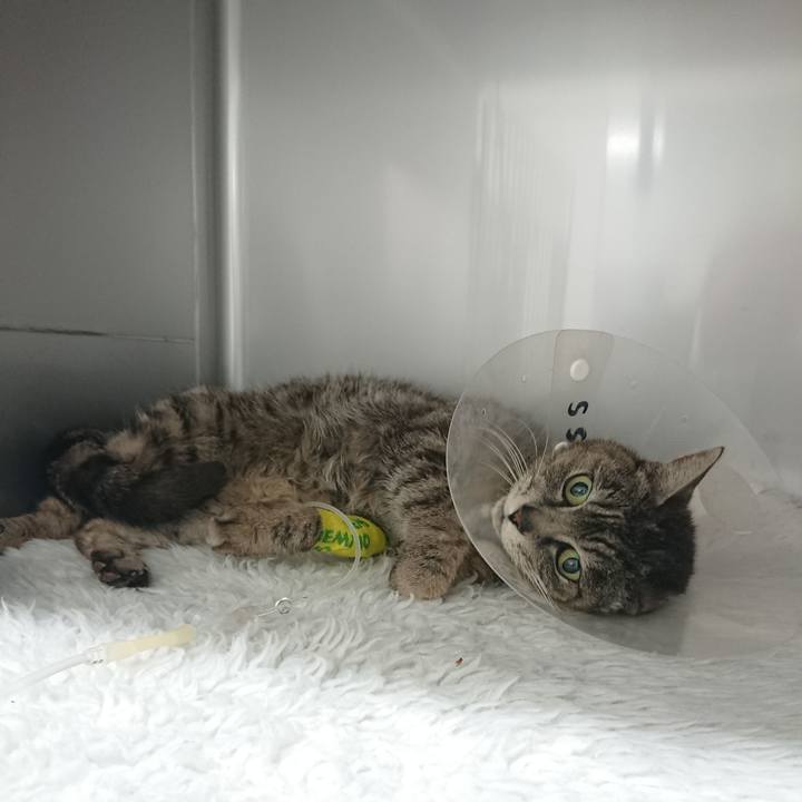 Cc4209d4 2cd7 4e65 9c5b bdf18363fcbf 1585731045605