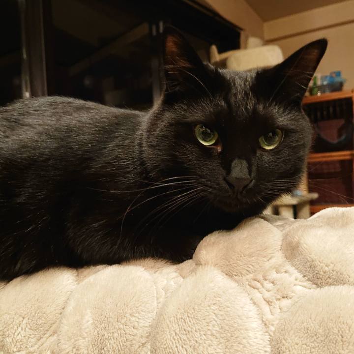 Cc43048c e358 4132 9267 3f8a5dafa54b 1605023609750