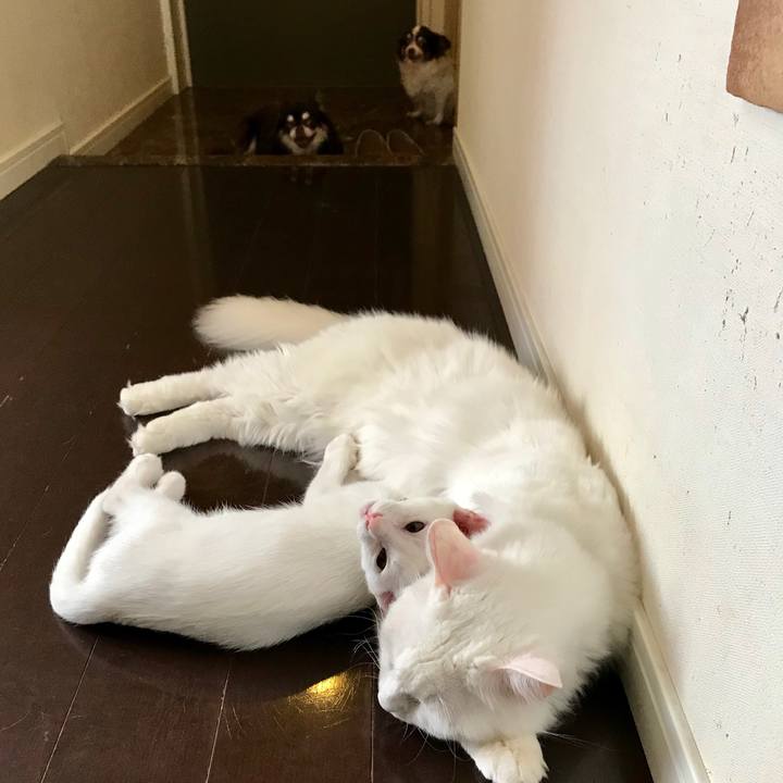 Cc430510 1463 49ab 93c4 b2badcf3c88c 1567379446555