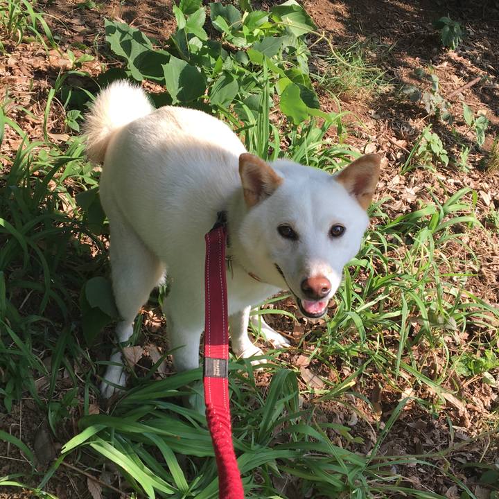 Cc435a41 515c 42d2 a503 cce1026c4569 1532649233002