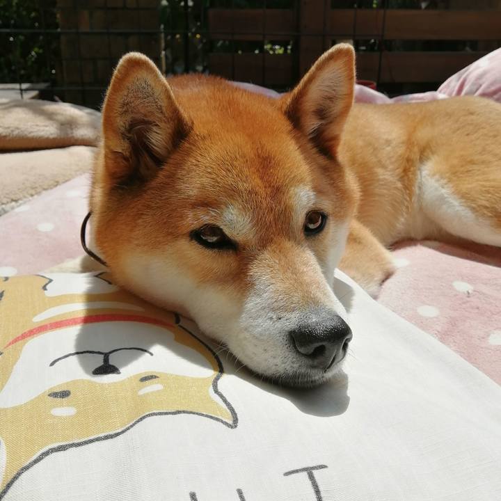 Cc459b89 dfef 42c1 ad52 d5c6fa55ddc2 1649214390374