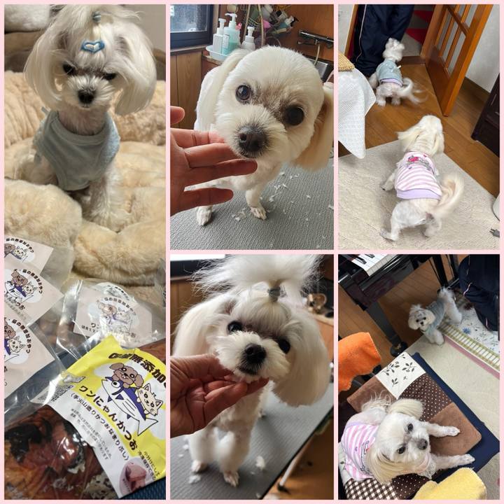 Cc4808e4 39b0 41f2 a42c dfe3285772c6 1741859513937