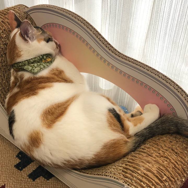 Cc488545 8b61 4eff bf5a 69d06cdffa25 1596065598337