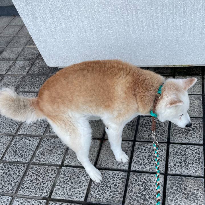 Cc48f312 f8ac 469a bd22 c4baeda0b1bd 1715734103829