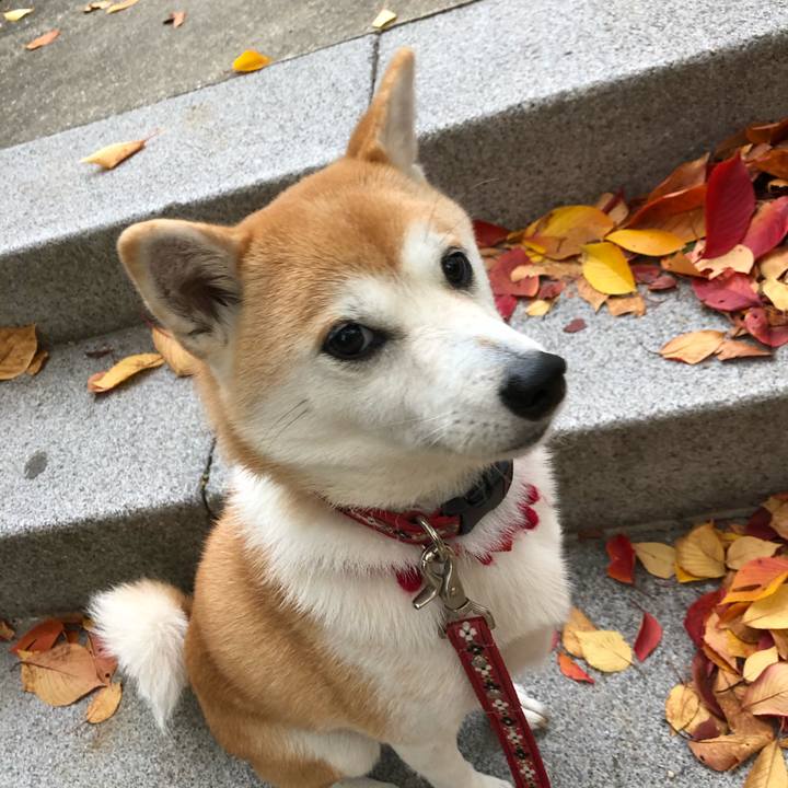 Cc4921f6 1e3e 4e5a a4dd 21f3d4a664da 1605316204788