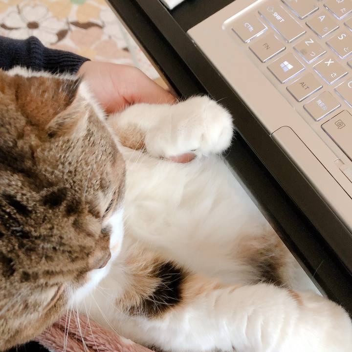 Cc4ae141 4960 45de ba6e 3dce5b885048 1572602504218