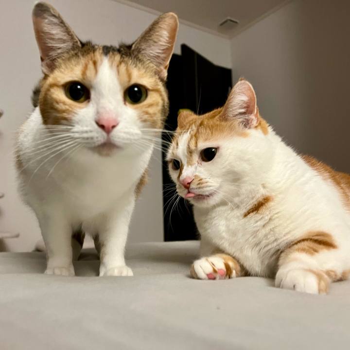 Cc4b89c1 5bd5 459f b94c 1ef9c66f5a81 1761191909201