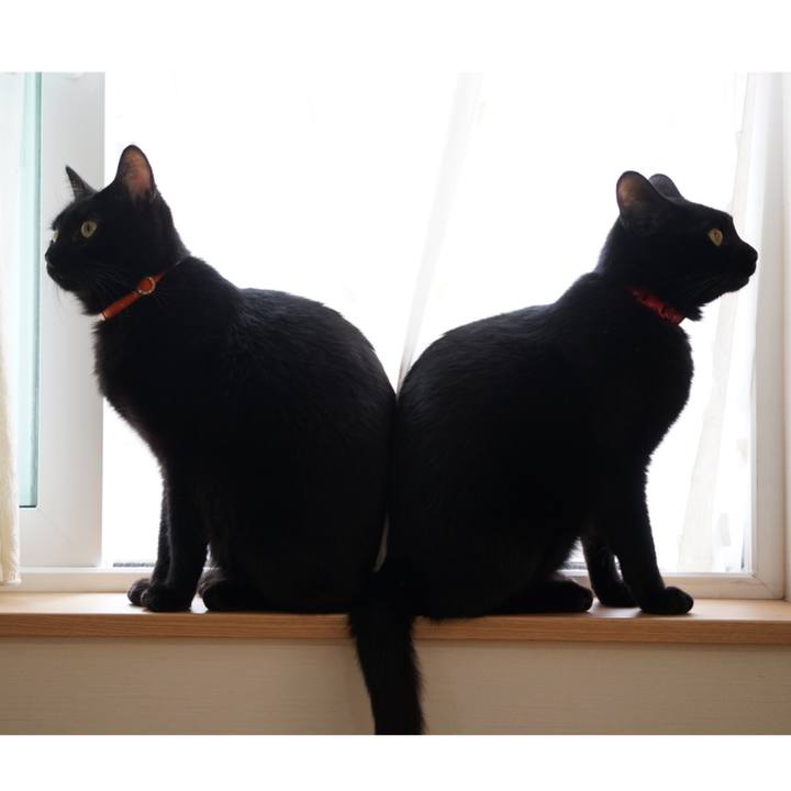 Cc4b9038 ebcb 44b5 b034 aaa6c2846c06 1538834096720