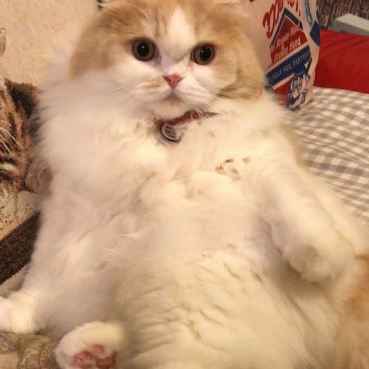 Cc4c52e2 66eb 4151 9bf9 58d3a1b22029 1544869616289