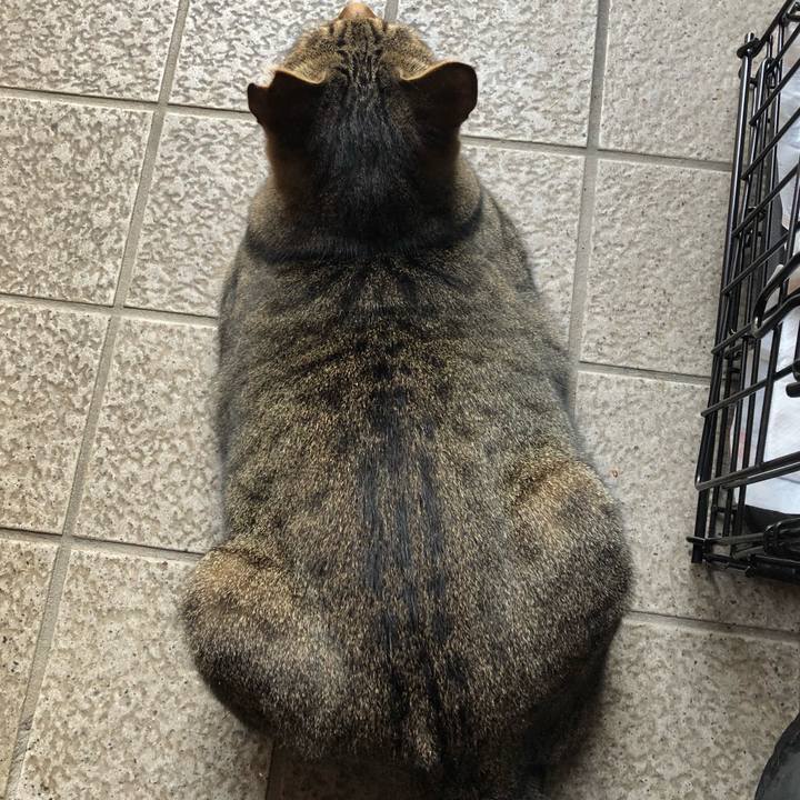 Cc4de9a9 4240 4639 9de2 f8cff11bb8de 1538814868183