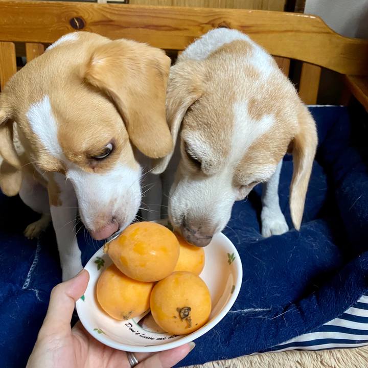 Cc4e1a16 68db 4257 bd7d 6d5fd04e08ed 1591788141276