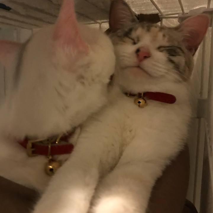 Cc4feb3a 8f8e 4550 8084 46cef769ae63 1514540485792