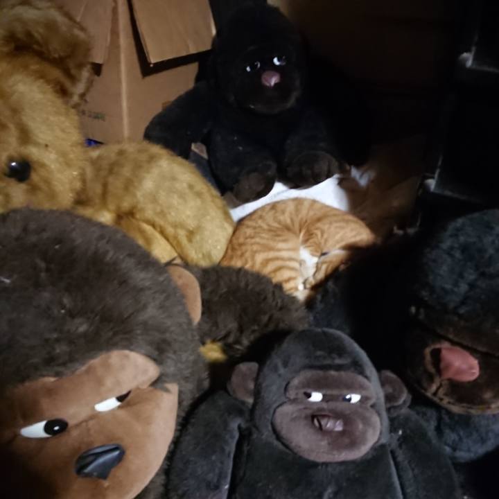 Cc515761 94d5 4f35 ae8b 321952e84168 1603881270901