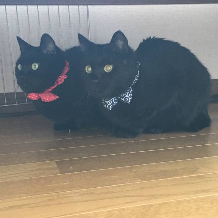 Cc526969 6cd7 43a0 9945 96eb22121bd9 1545625029568