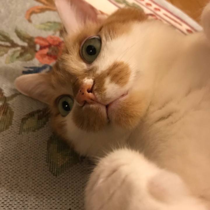 Cc52caa2 7d97 4f67 8cb0 00dd89e9ba41 1564050961786