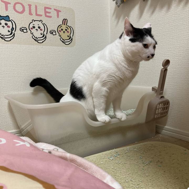 Cc52d1fe 4b5d 40f9 a058 87891d1a2530 1762089260741