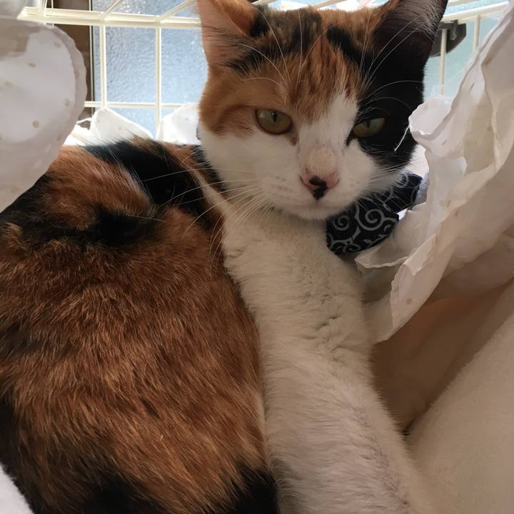 Cc52d6fc 1cec 4387 b1a3 dcd46be4137a 1572419079217