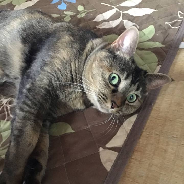 Cc52fe91 61d7 4ef0 8c29 e9495d85c0a5 1732577778656