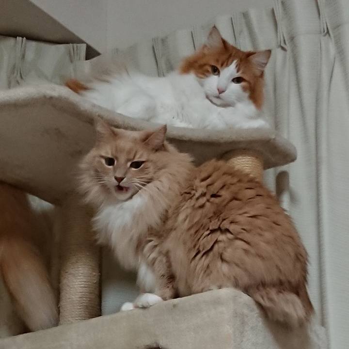 Cc5432ac 5182 4b94 9cc3 d226f89dda8f 1548409516236