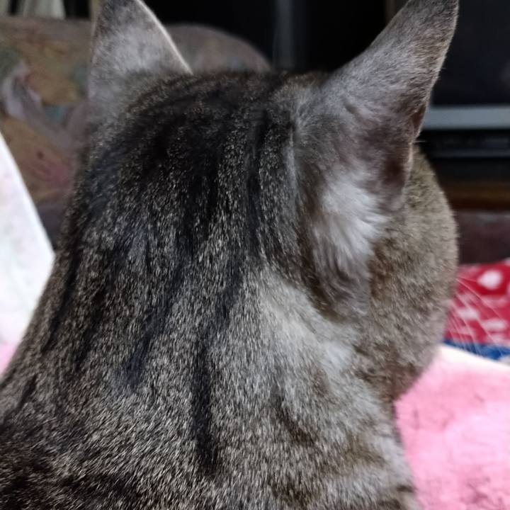 Cc556790 c72a 4fb7 92f1 80d66fd90f82 1609333277661