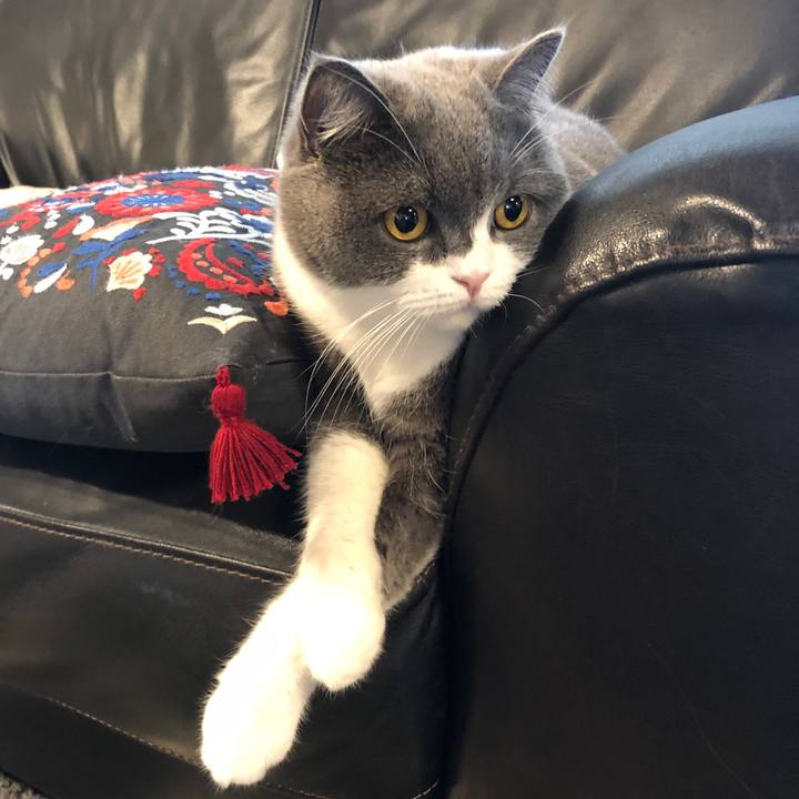 Cc56a022 e6a6 40ae a153 15b1a8b0a550 1576289665540