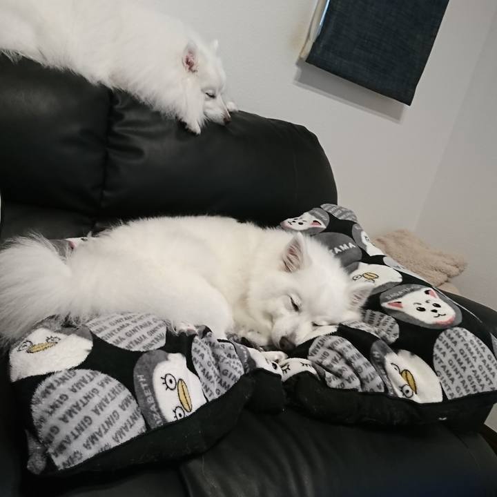 Cc5c3284 bdfe 44a0 8a55 ad8292dd405b 1594965825945