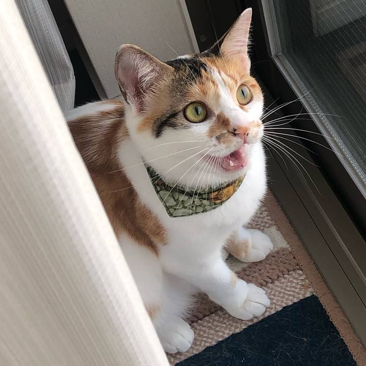 Cc5ec32a ad64 4f63 a683 0e4605a67d32 1596583796779