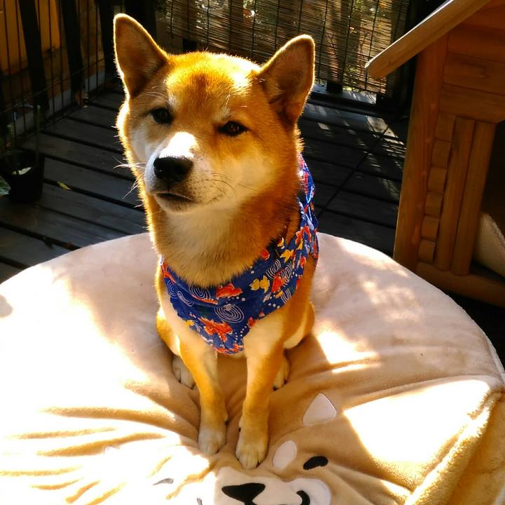 Cc6018f3 5346 497d b8f9 faef2b122e0a 1510015895956