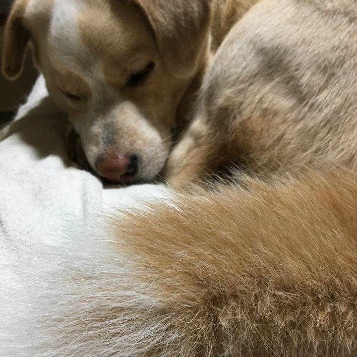 Cc618e89 ce92 4bc1 8eef 8cce92871e8a 1528817426129