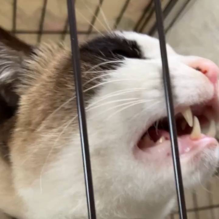 Cc63e972 3fca 4da6 b1ff 333166550266 1743735597648