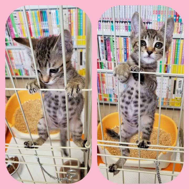 Cc64b70d 1cd1 43eb a012 b10d106afa6b 1534934672895