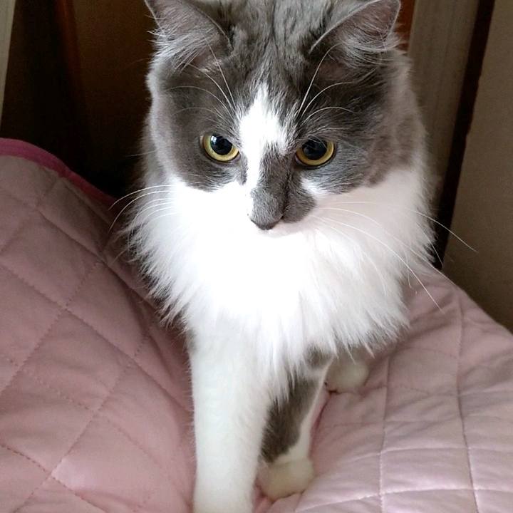 Cc6749d5 fb55 472f b34b dcdf67e0cf28 1593327016571