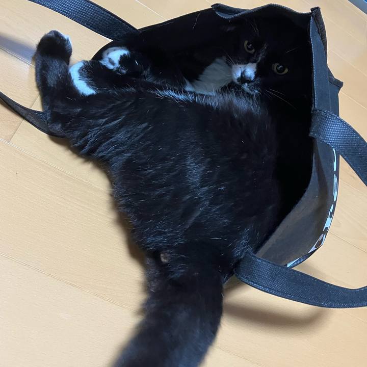 Cc67dc6f c8ba 4519 bf83 9ee663c320b3 1763697008221