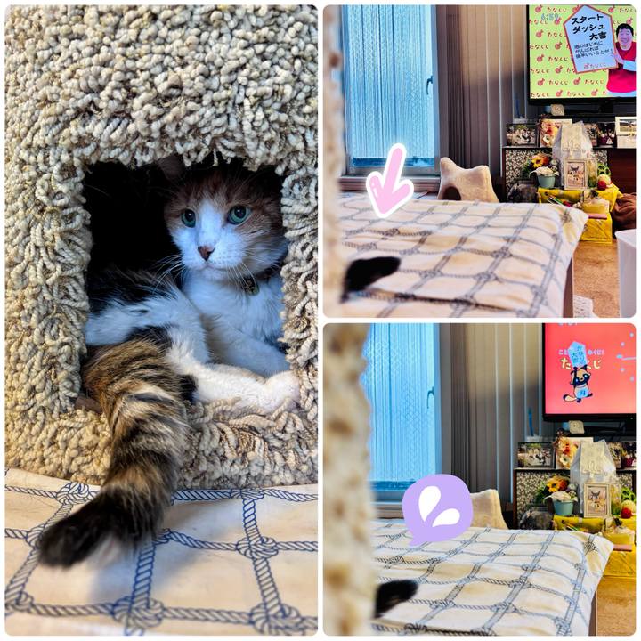 Cc68563f b499 47ba bb25 002a04b1d1b6 1741558390859